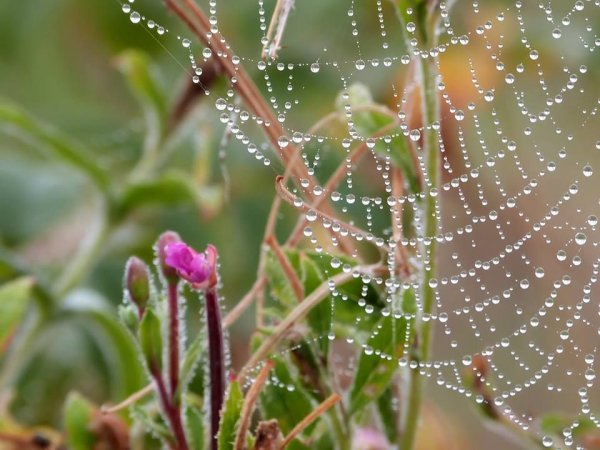 Паутина после дождя