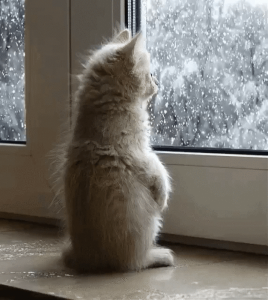 Тоскующий кот