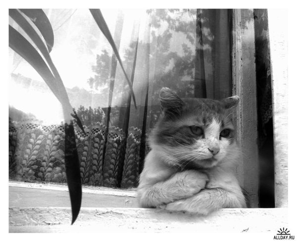 Одинокий кот