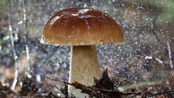 Грибы под дождем