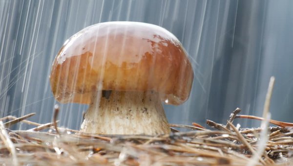 Под грибным дождем