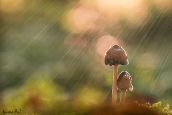 Лето дождь грибы