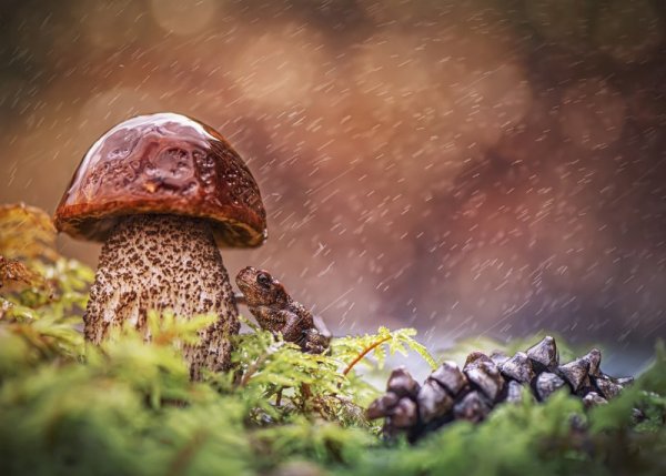 Грибы под дождем