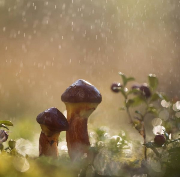 Грибы после дождя