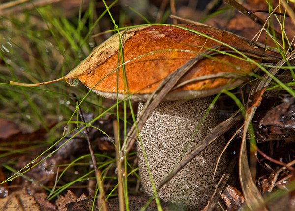 Грибной дождик