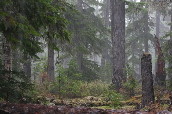 Призраки в тайге