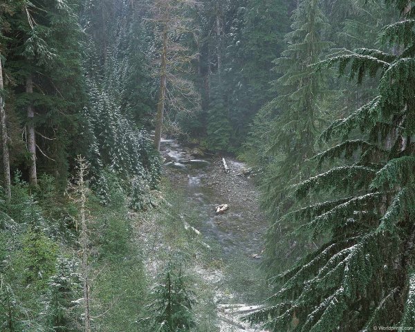 Сибирь Тайга непролазная