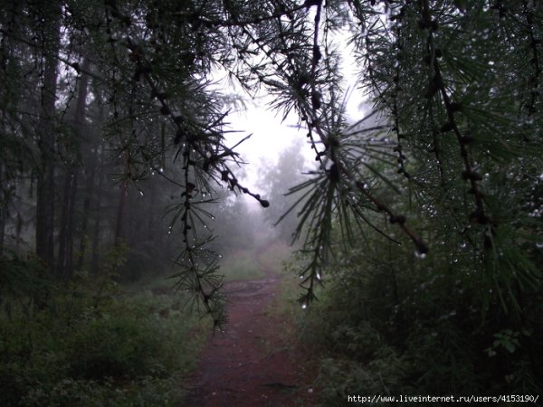 Дождливая Тайга