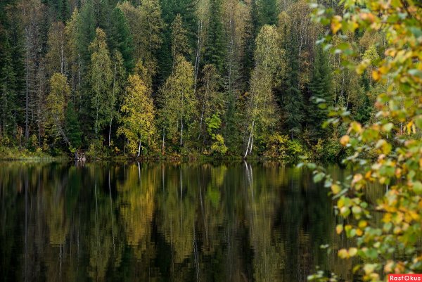 Дождь и Тайга Сибири