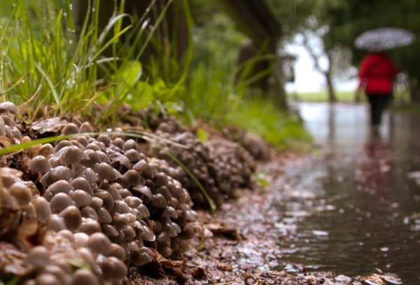 Грибы дождь