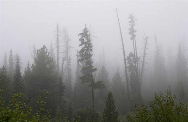 Дождь в тайге