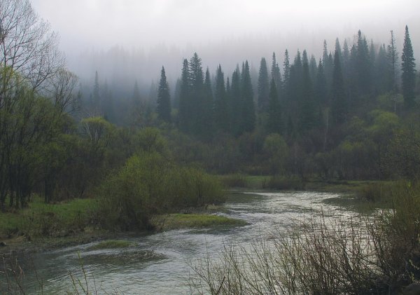 Сибирь Тайга туман
