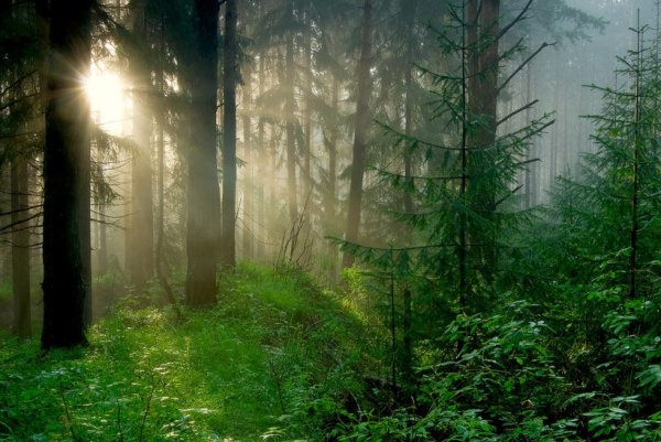 Густой лес после дождя