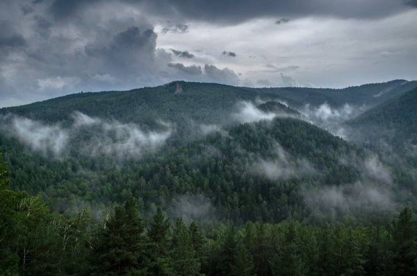 Дождь в тайге