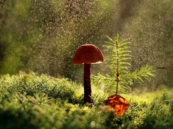 Дождь грибы лес