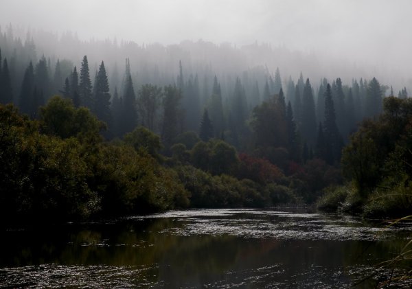 Таежный туман