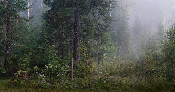 Дождь в еловом лесу