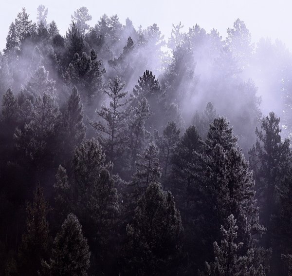 Туманная Тайга