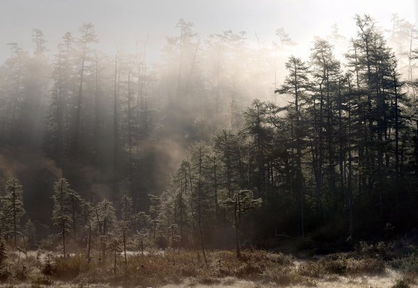 Природа туман