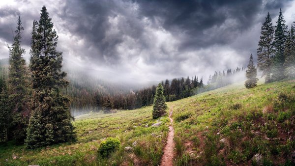 Лес в тумане