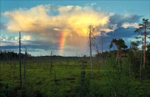 Гроза в тайге