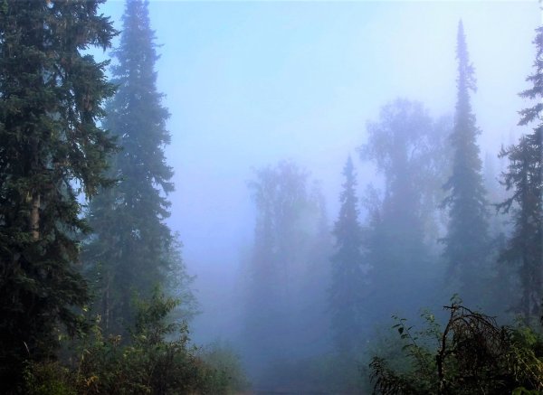 Туманное утро в тайге