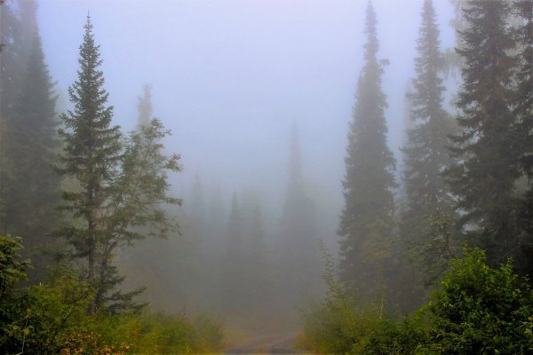 Тайга ХМАО В тумане