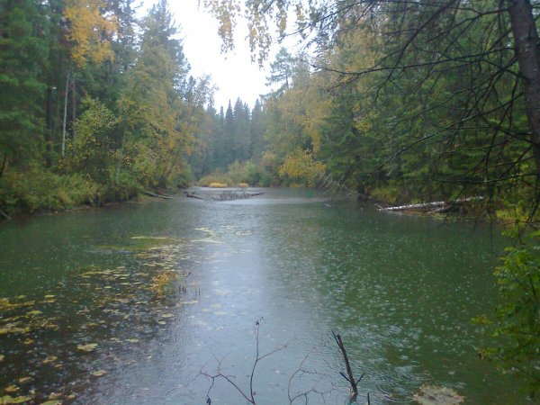 Ливень в тайге