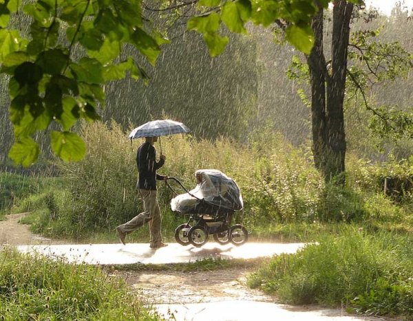 Лето дождь грибы