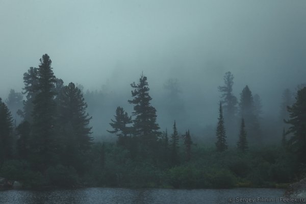 Хвойный лес дождь