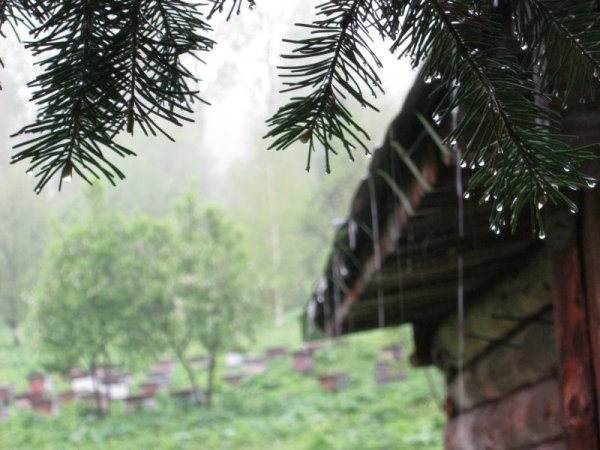 Сибирская Тайга в дождь