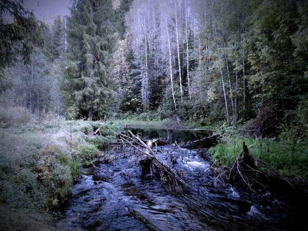 Битюгские дебри