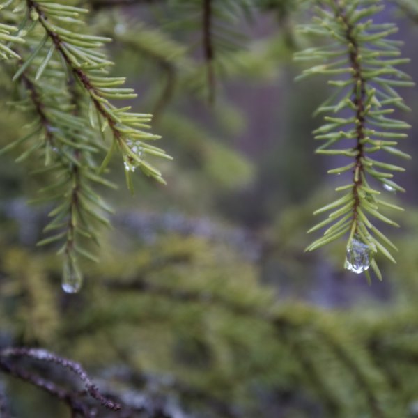 Дождь в тайге