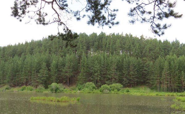 Восточно Сибирская Тайга дождь