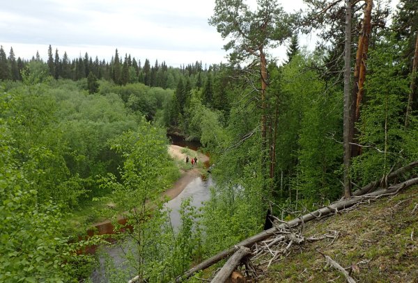Лес Республика Коми Тайга