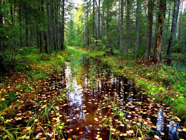 Верхний воч Усть-Куломский район