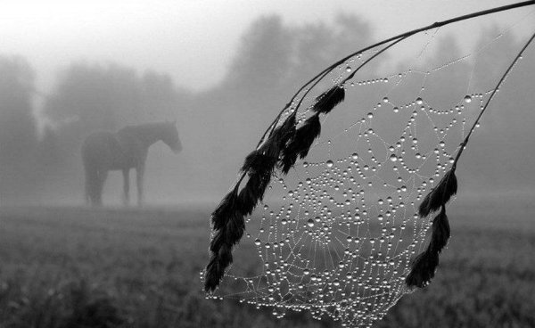 Лошадка под дождем