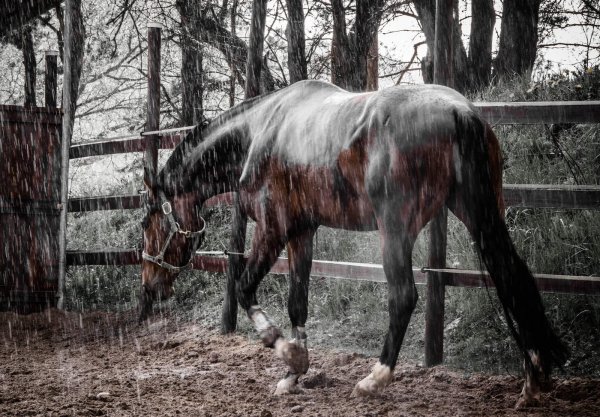 Лошадь и дождь