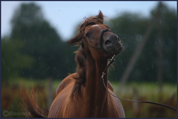 Лошадь и дождь