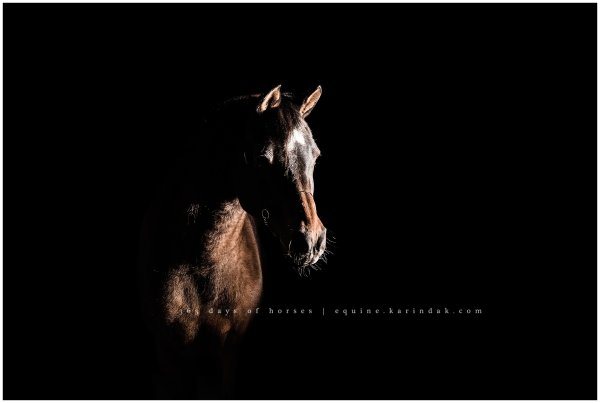 Покорная лошадь