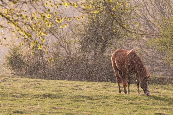 Лошадь и дождь