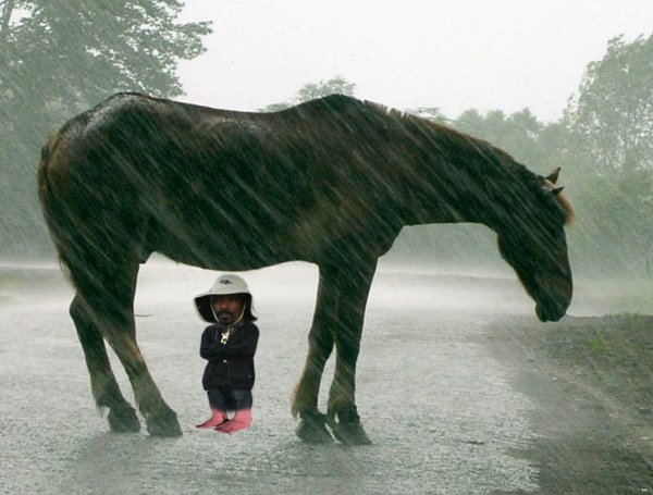 Кони дождь