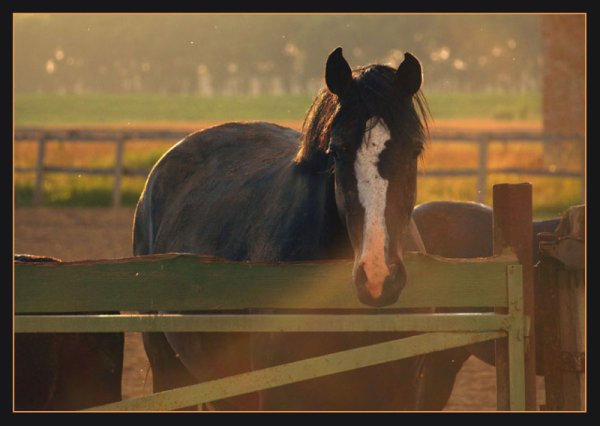 Грустная лошадь фото