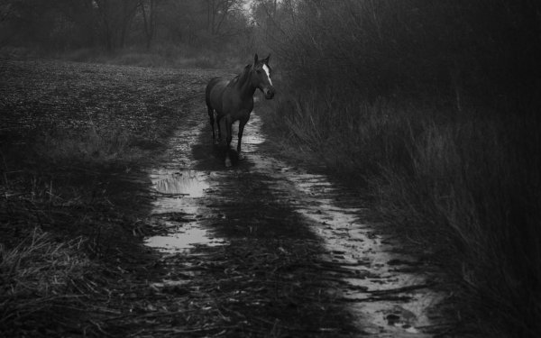 Лошадь и дождь