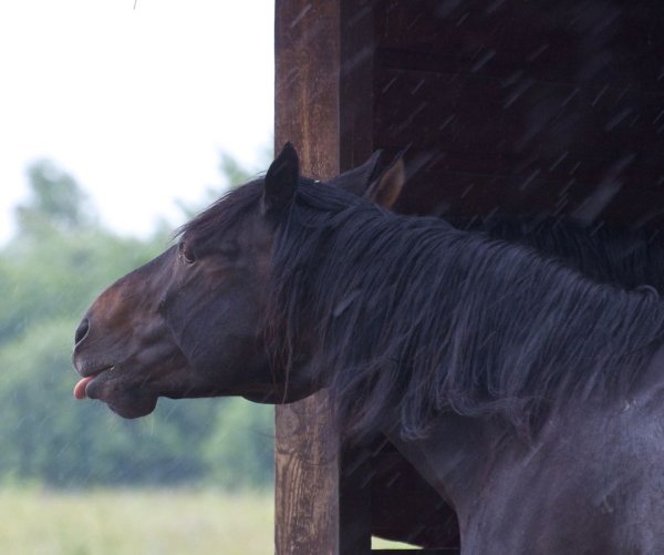 Кобыла дождь