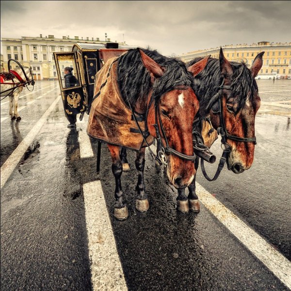 Лошадь под дождем