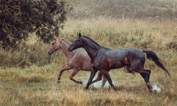 Лошадь Эстетика под дождём