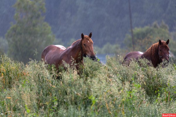 Лошадь и дождь