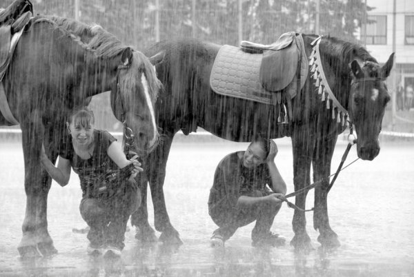 Лошадь под дождем