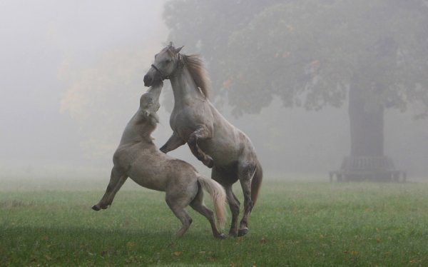 Утро лошадка